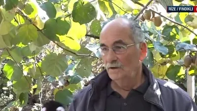 Rize’de yılın ilk kivi hasadı