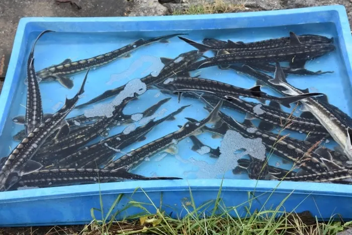 Nesli tükenmekte olan mersin balığı Karadeniz ile buluştu - 1