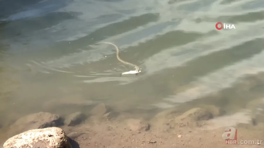 Avlayıp metrelerce ağzında böyle taşıdı! Amatör balıkçılar görüntüledi 3