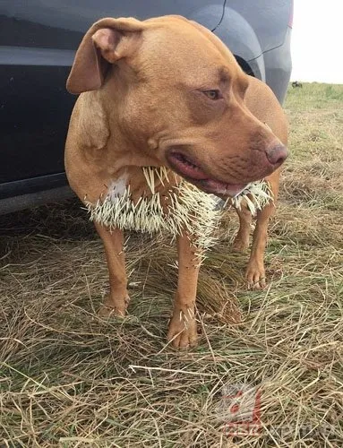 Onları görenler şaştı kaldı! 14