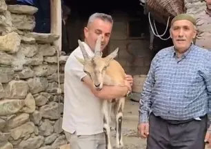 Yaylada bitkin halde bulundu! Bakıma alındı