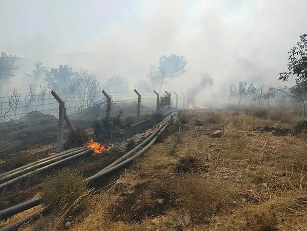 Son dakika: Çanakkale Ezine'deki orman yangını kontrol altına alındı - 2