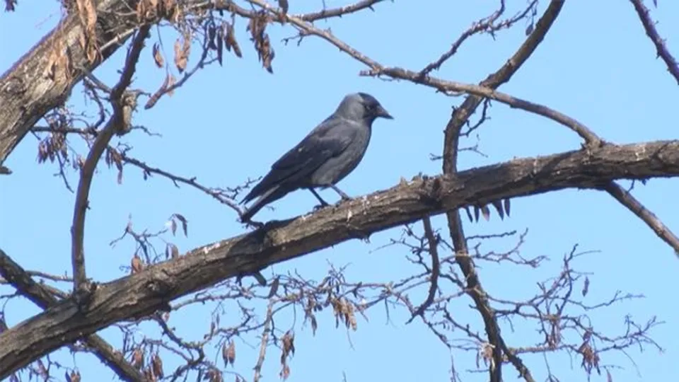 Kargadan gelen ses hayrete düşürdü! Duyanlar şaştı kaldı