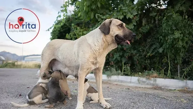 Havrita kapandı mı, yasaklandı mı? Havrita uygulaması nedir, ne anlama geliyor? Karar açıklandı...
