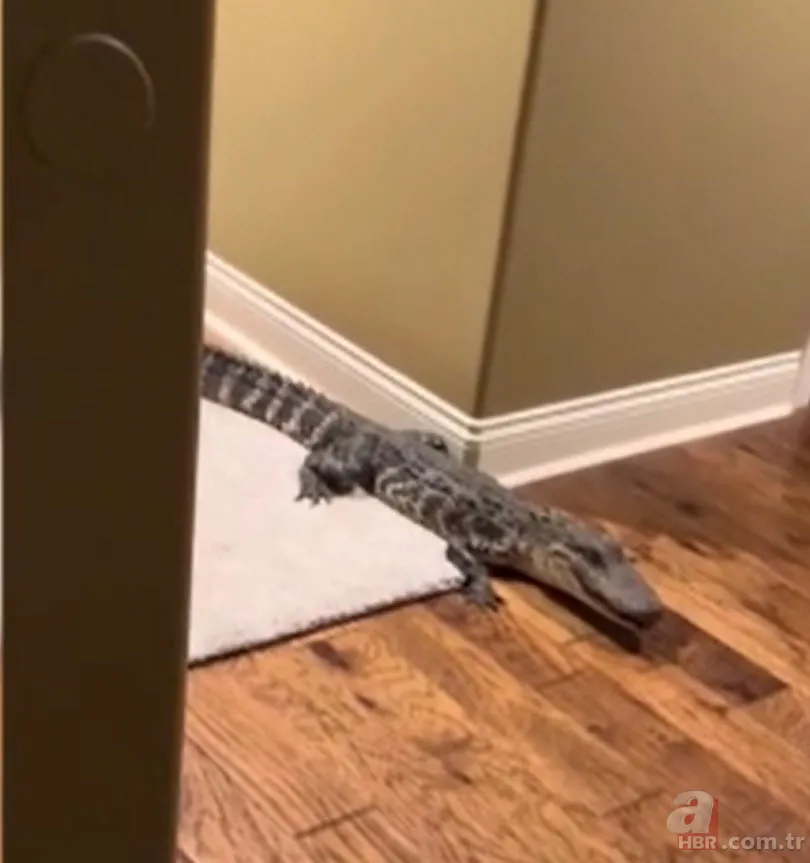 Herkes uyurken köpek kapısından girdi! Ayağıyla ağzına basıp etkisiz hale getirdi 1