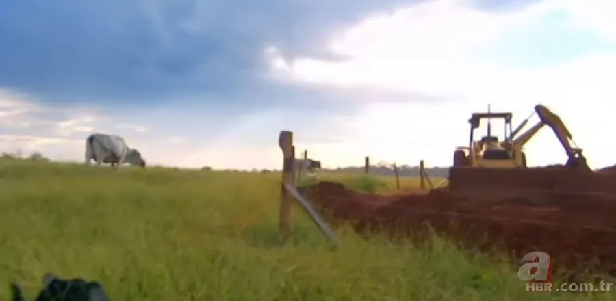 Karınca yuvasından sanat eseri çıktı 🐜 Vahşi doğanın usta mimarları! Otoban, yan yol ve patika bile yapmışlar 15