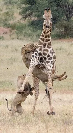 Zürafa bile aslanlara yem olmaktan kurtulamadı!