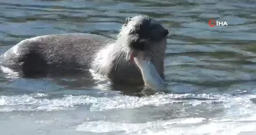 Vahşi doğa belgeseli tadında görüntüler Türkiye’den! Avını böyle yedi