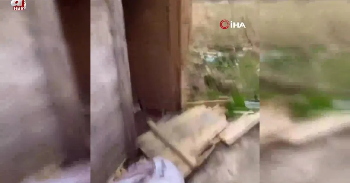Aç kalan ayılar yayla evlerinden sonra turistlerin konakladığı bungalovlara dadandı
