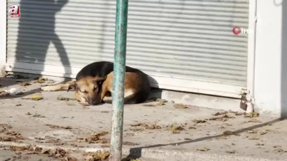 Başıboş sokak köpeği dehşeti