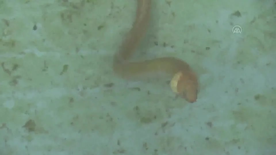 Portekiz’de yakalanmıştı! İlginç balık türü boğazlarımızda balıkçıların ağında takıldı! Yılan kurdu balığı…