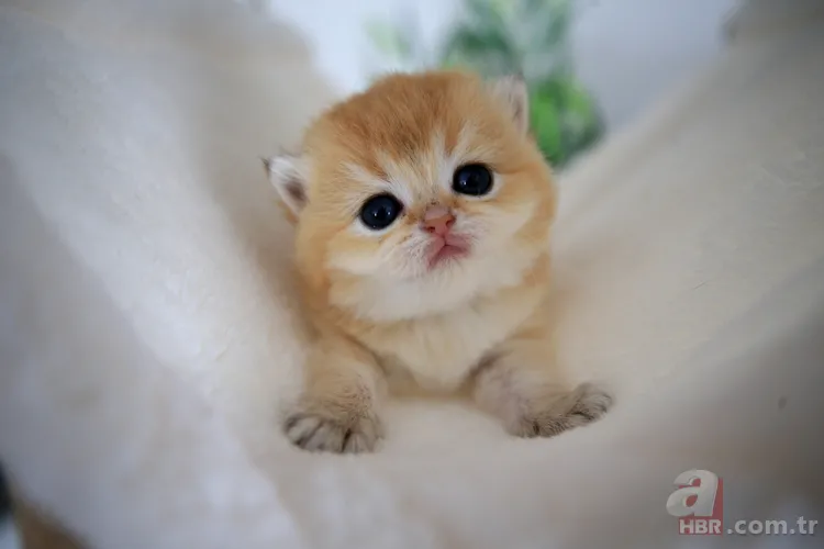 Kediler nasıl evcil oldu? Yeni keşif tüm hikayeyi kökten değiştiriyor 4