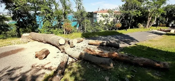 1656021256467.jpg Günün fıkrası! İBB Başkanı Ekrem İmamoğlu: İstanbul'da yeşil alanları büyütüyoruz - 2
