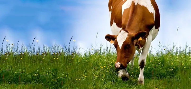 Kurban kesmenin faydası ve hikmeti nedir?