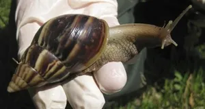 Afrika salyangozları istila etti!