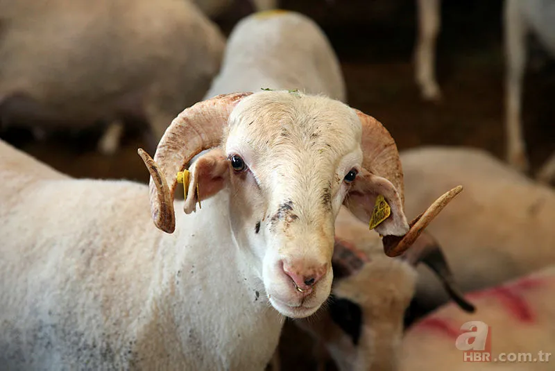 Kurban Bayramı tatili 2019 kaç gün olacak? Kurban Bayramı tatili ne zaman hangi günler? 12