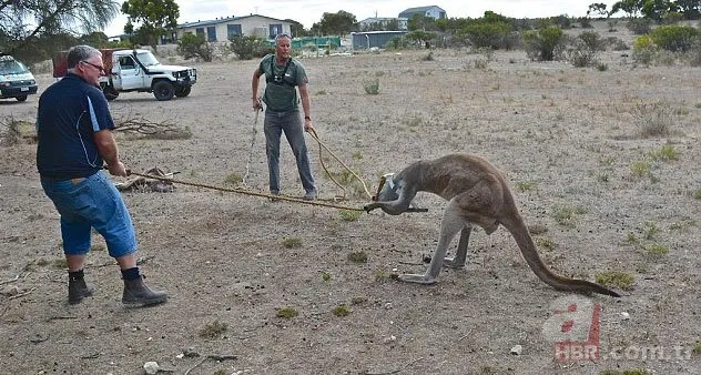 Onları görenler şaştı kaldı! 20