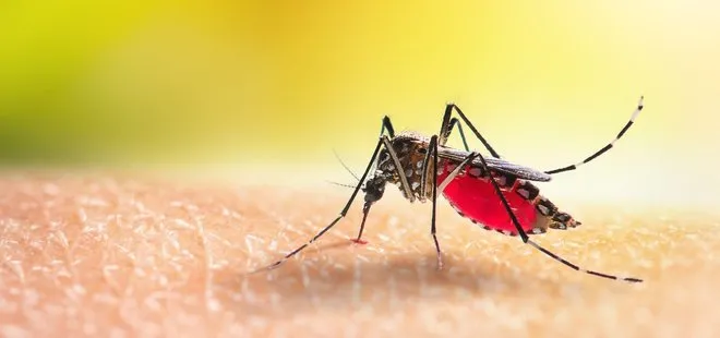 Aedes sivrisinek ısırığı belirtileri neler? Zika virüsü nedir? Zika virüsü belirtileri nelerdir? Zika virüsü ölümcül mü?