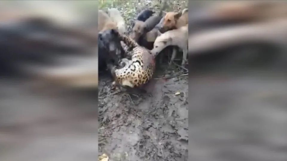 Jaguar başıboş köpeklere av oldu! Dehşet dolu anlar kamerada
