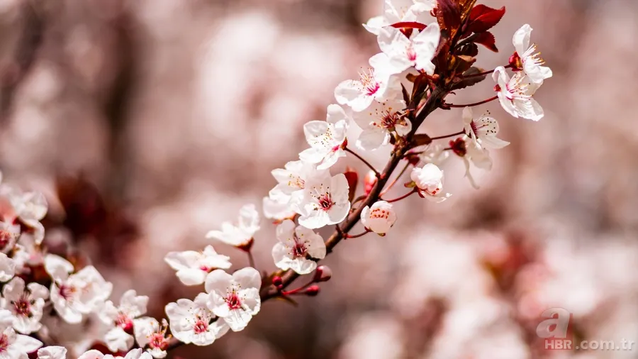2026 Nevruz Bayramı ne zaman? İşte tarihi ve gelenekleri 6