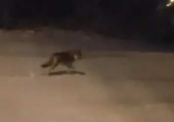Ardahan'da aç kalan kurt şehre indi