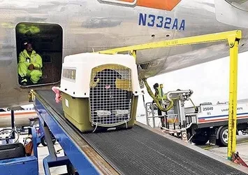 Hayvanlara VIP taşıma geliyor