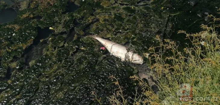 Ölü balıklar kıyıya vurdu! Büyükçekmece Gölü’nün içler acısı hali