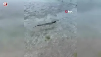 Nesli tükenmekte! Silivri’de görüldü