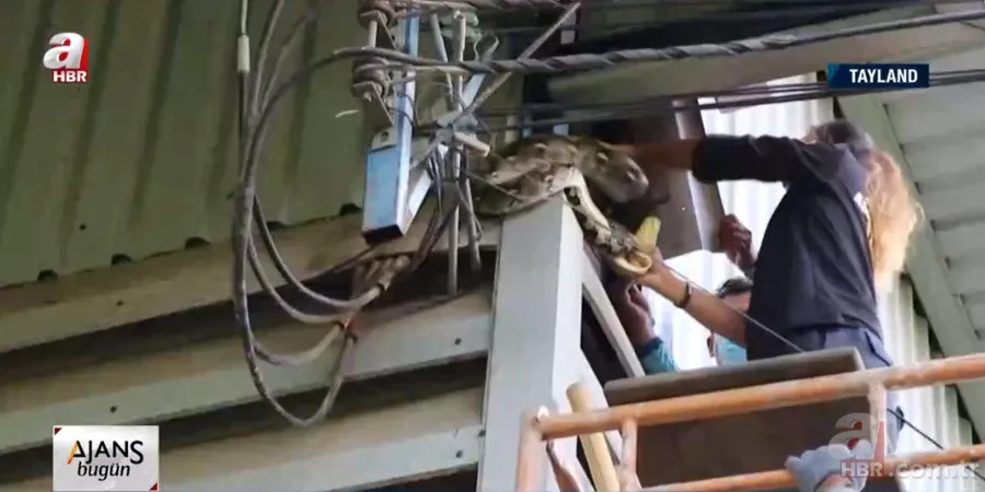 Fabrikada dev piton paniği! Yılan avcısı genç kadın... 9