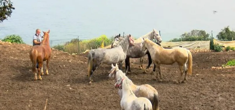 CHP'li İBB'nin 978 kayıp at skandalı büyüyor! Görevden aldı!