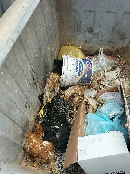 1702282927284.jpg Sokak köpekleri 40 tavuğu birden telef etti! Kastamonu'da vatandaş isyan etti: Yetkililerden yardım bekliyoruz - 3