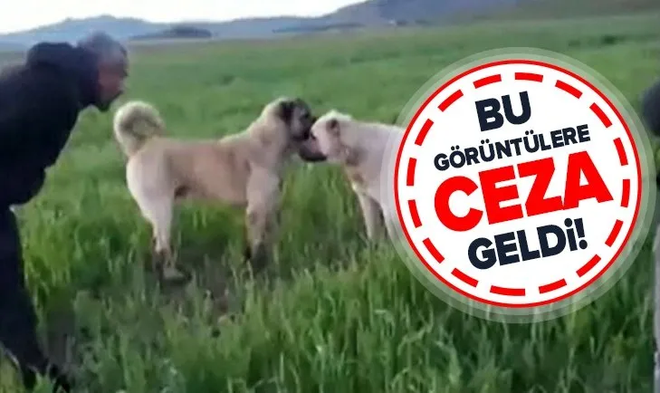 Sivas'ta köpek dövüştüren çiftlik sahibine 26 bin lira ceza