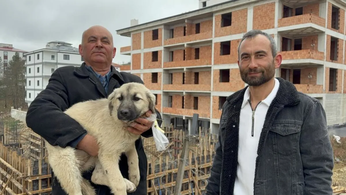 Baba oğul, çatıda ölümün eşiğindeki yavru köpeği kurtardı