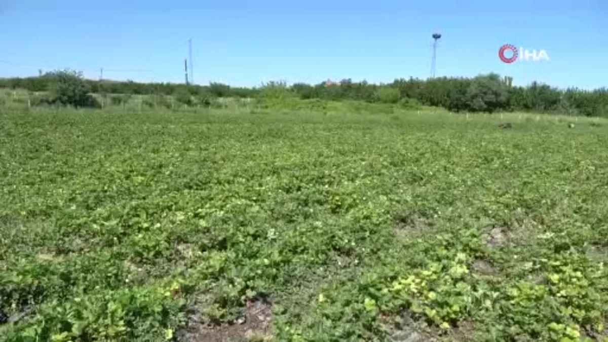 Malatya’da “kırmızı elmas’ hasadı başladı