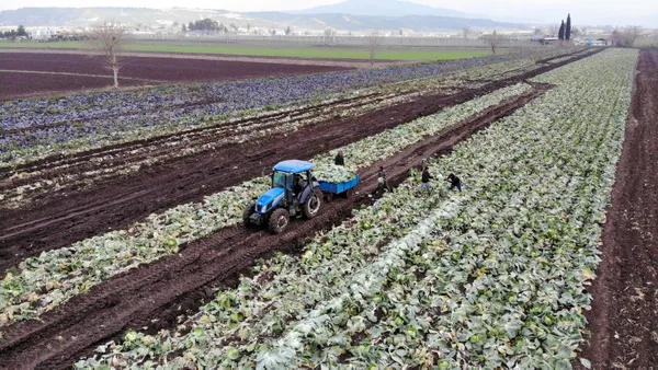osmaniyede-beyaz-lahana-ureticisi-mutlu-hem-fiyatlar-hem-de-talep-cok-iyi-1643792279229.jpg Osmaniye’de beyaz lahana üreticisi mutlu! Hem fiyatlar hem de talep çok iyi - 7