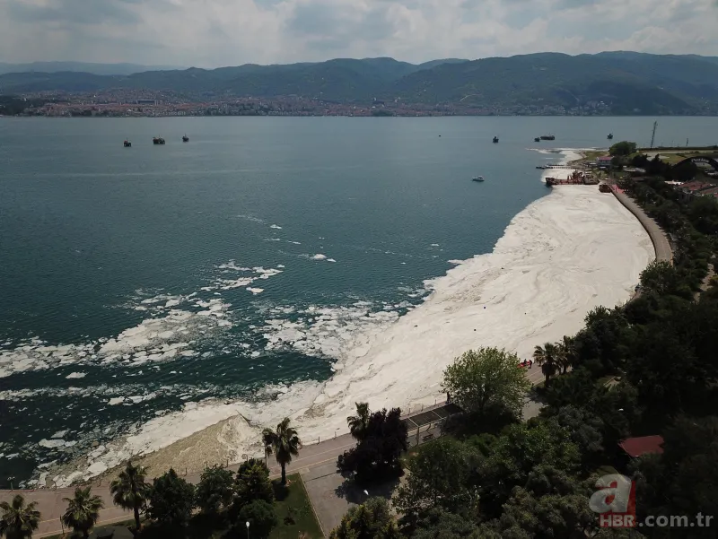 İzmit Körfezi'nde yeniden ortaya çıktı: Martı salyaya saplandı 8