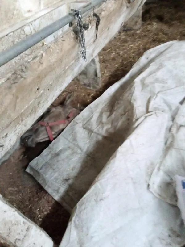 Son dakika: İBB satın almıştı! Adalar'da ölen at sayısı 226'ya yükseldi! İşte vahşetin yeni fotoğrafları - 2