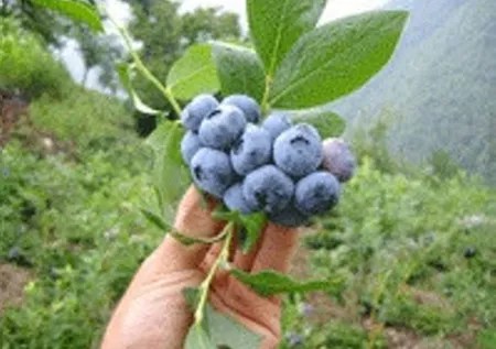Tansiyonu düşürüyor, beyin fonksiyonlarını en üst seviyeye çıkarıyor! Kanseri önleyen yaban mersini cilde çok iyi geliyor