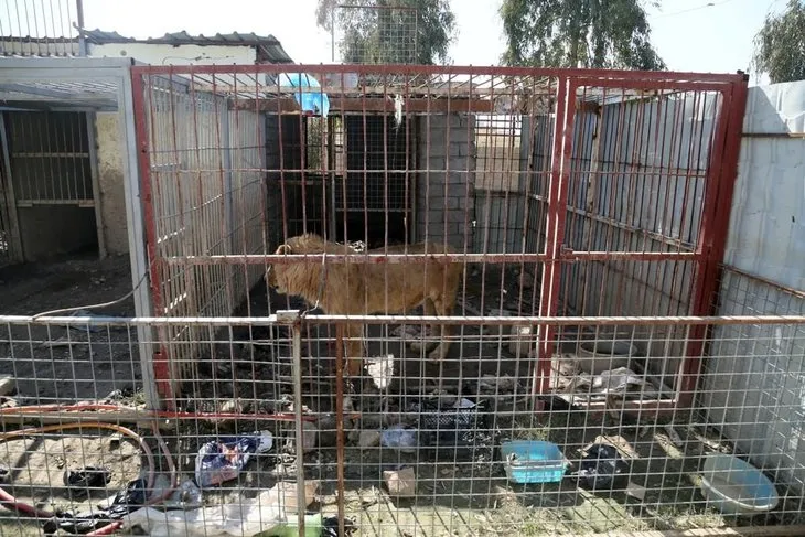 Musul’da hayvanlar da DEAŞ kurbanı