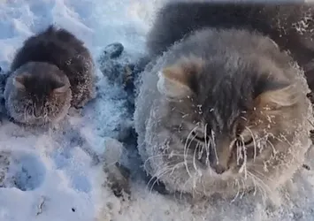 Bıyık ve kaşlar donan kedi son anda kurtarıldı