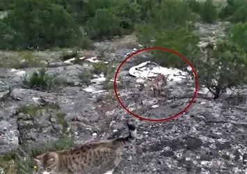 Şaşkına döndüler! Tilki kedilerin yemeğine ortak oldu