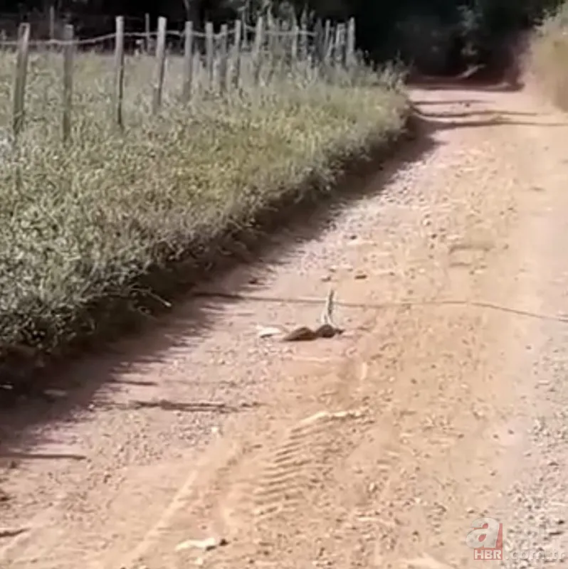 Belgeselleri aratmayan görüntüler Çanakkale’den! Yılanların dansı kamerada 2