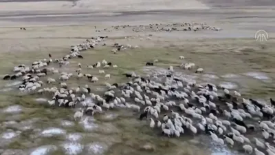 Türkiye hayvancılıkta Avrupa lideri