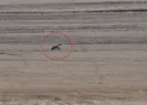 Kırsalda kurt ve vaşak görüntülendi