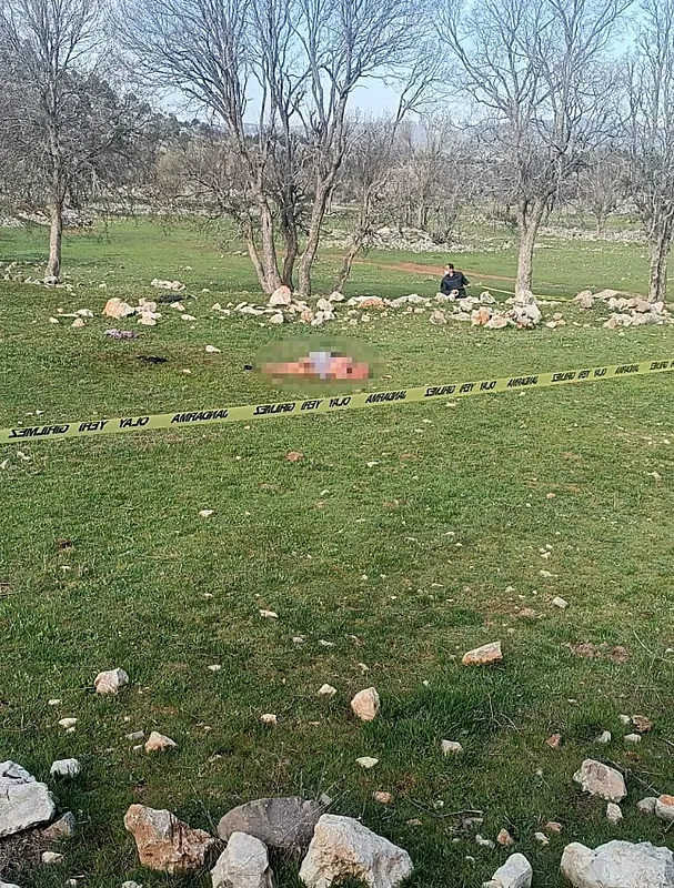 Antalya'da dehşet! Sokak köpekleri yaşlı kadını parçalayarak öldürdü - 2