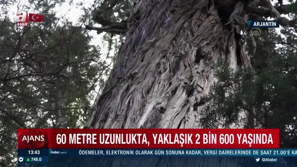 Dünyanın en yaşlı ağaçlarından biri keşfedildi