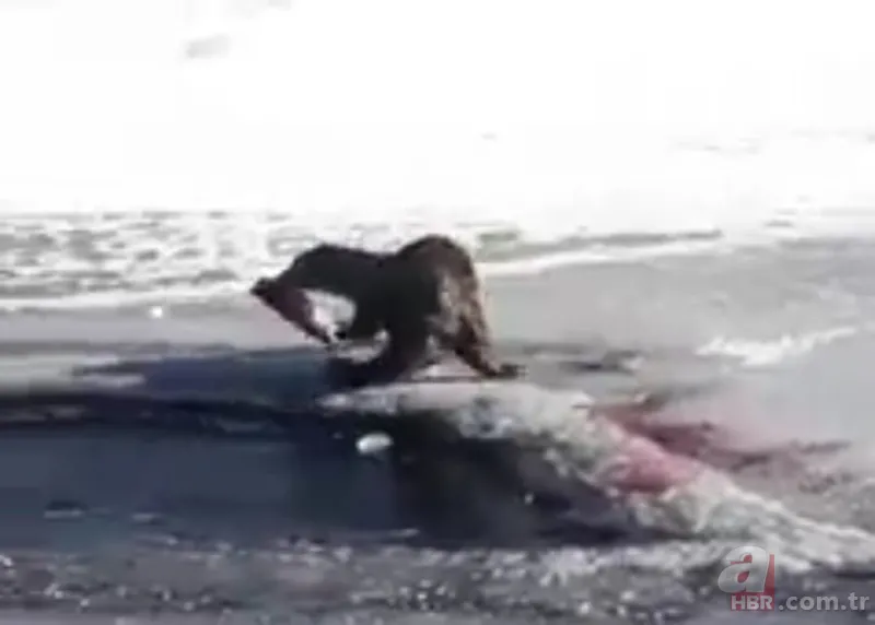 O ilimizde kıyıya yaklaşınca fark edildi! Hemen telefona sarıldılar 15