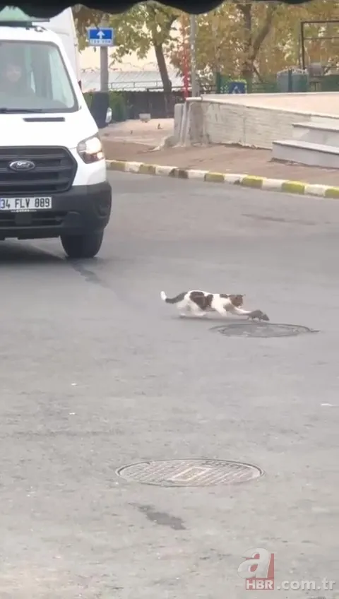 Çizgi film Tom ve Jerry’i akıllara getirdi! Kartal’da sürücüleri şoke eden olay… Neye uğradığını şaşırdı 7