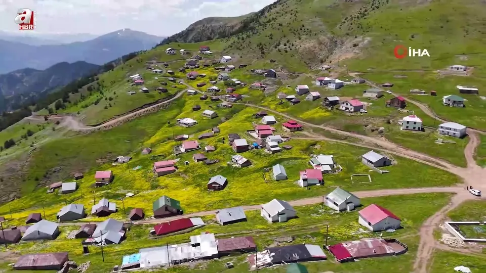 Sarı çiçeklerin büyülü dansı başladı