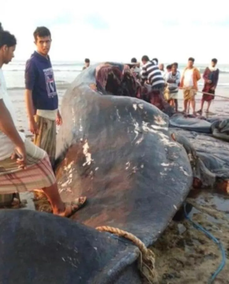 Aden Körfezi’nde ölü balina bulan balıkçılar servete kondu! Hayatları tamamen değişti